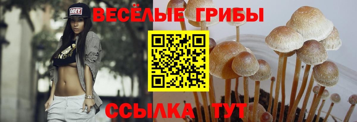 Галлюциногенные грибы Cubensis  закладки  Вятские Поляны  Вход с VPN  Галлюциногенные грибы мухоморы 